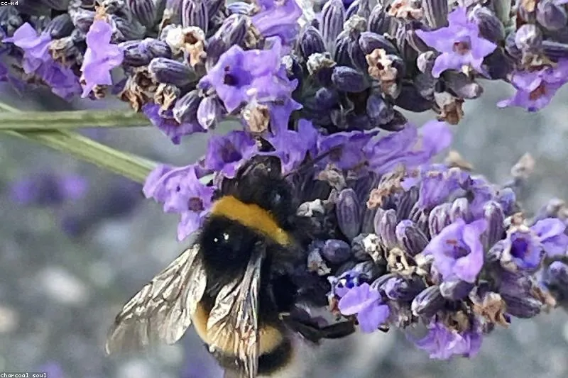 Leacuri naturale pentru alergia la ambrozie