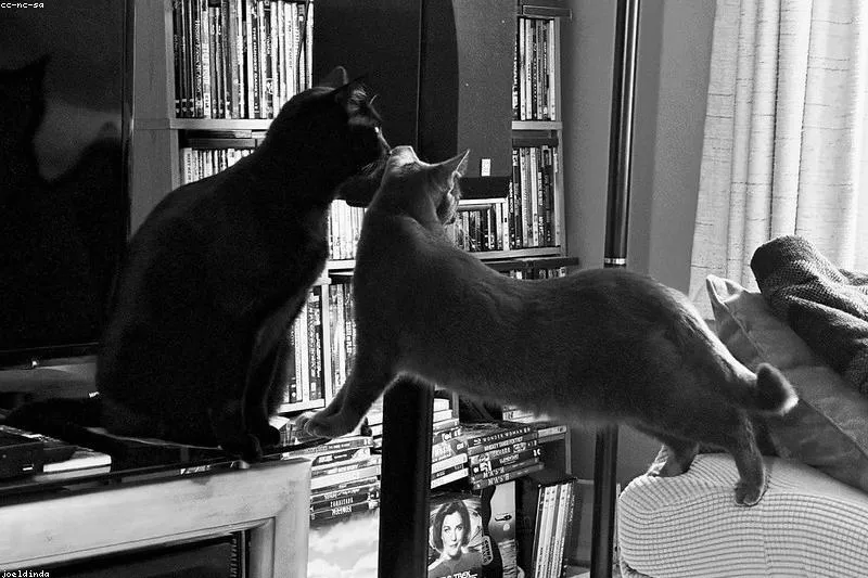 Natural remedies for cat allergy