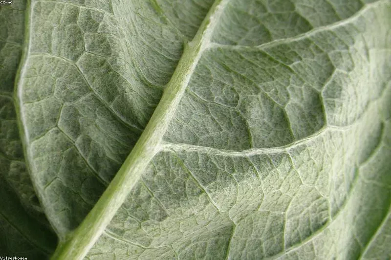 Leacuri naturale pentru alergia la praf