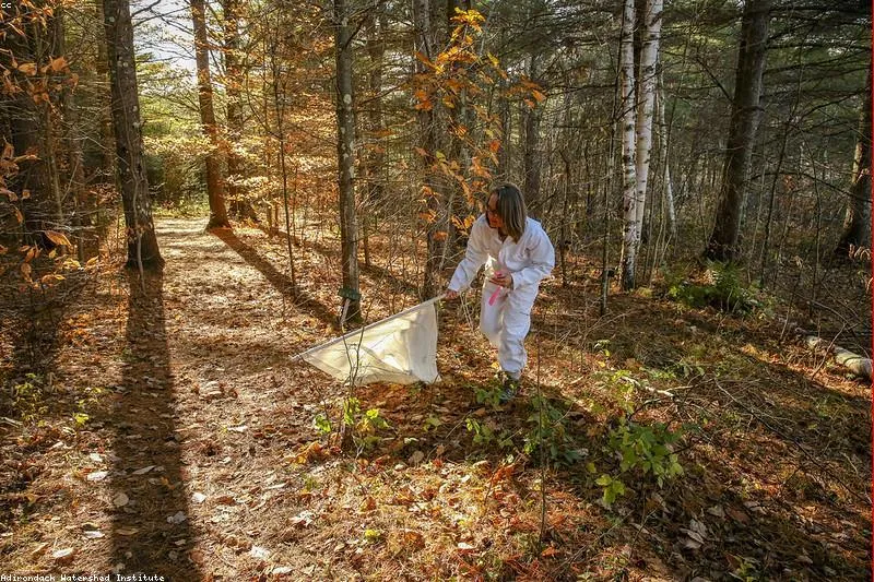 Supportive medicinal plants for Lyme disease: echinacea, astragalus, sea buckthorn, turmeric