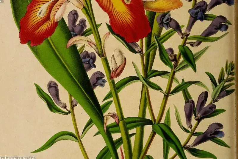 Leacuri pentru boala Meniere