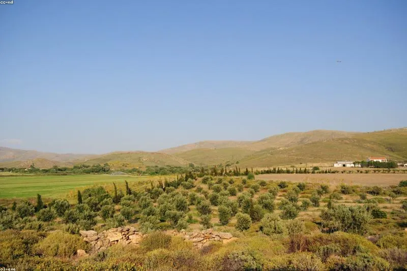 Natural remedies for irregular periods with herbs, seeds and hormone-balancing tips