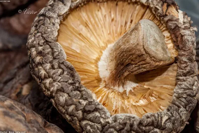 Leacuri naturale pentru circulația periferică proastă