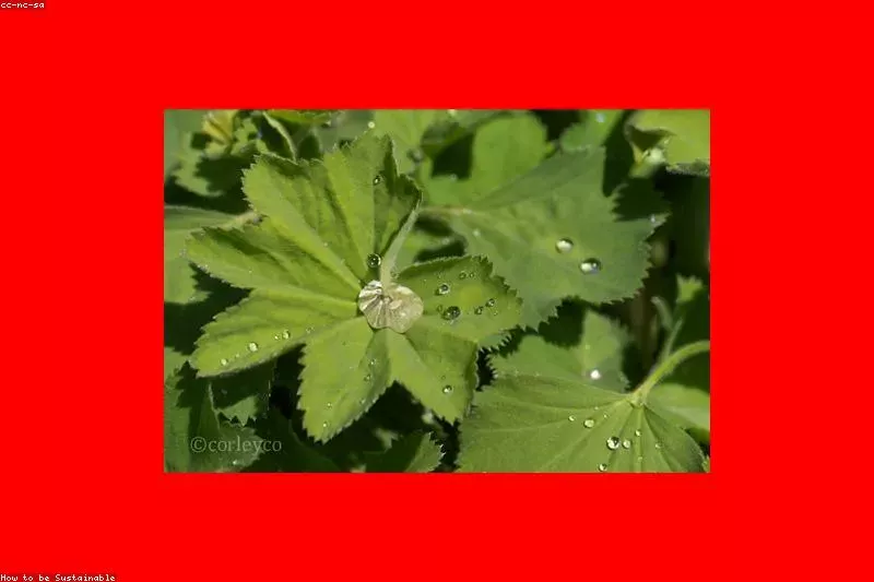 Leacuri naturale pentru cistite recidivante