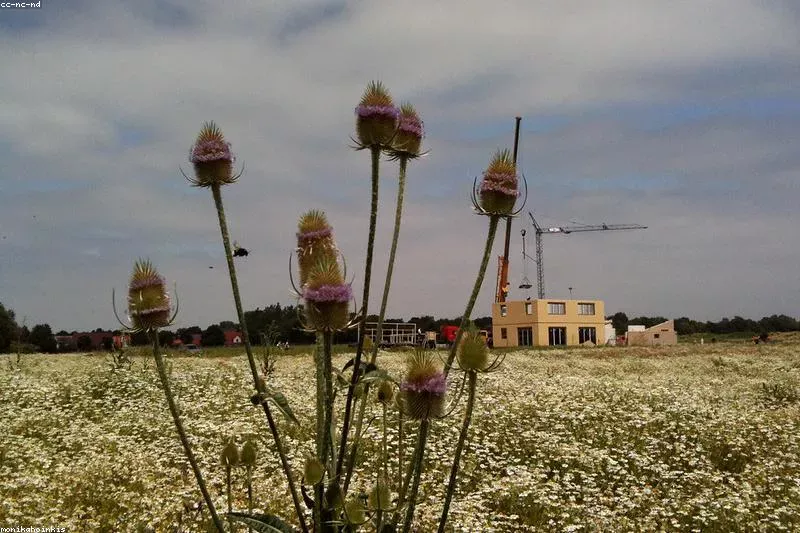 Leacuri naturale pentru conjunctivită cu mușețel și ceai negru