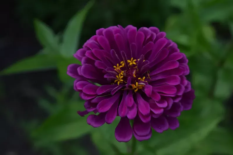 Leacuri naturale pentru controlul zahărului din sânge