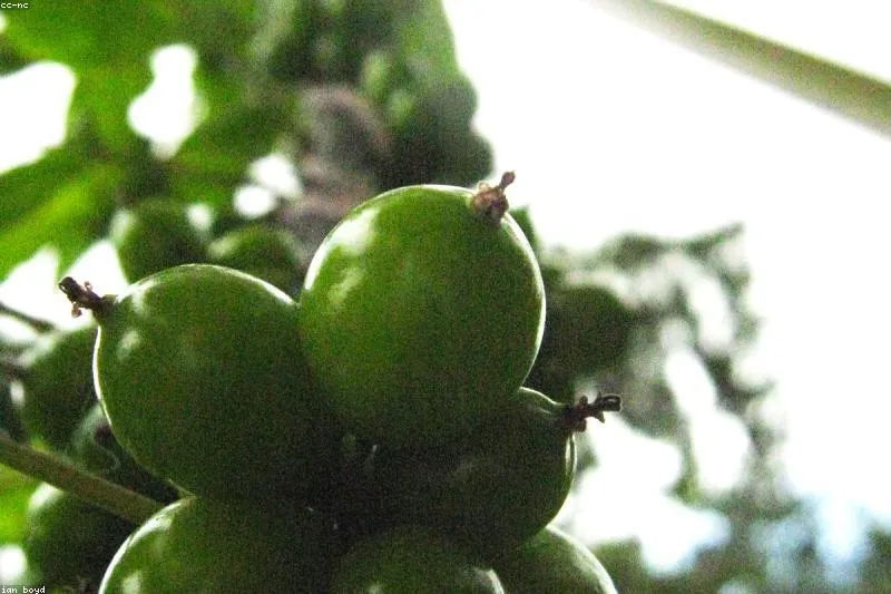 Degenerescența maculară: luteină, spanac, omega-3 și antioxidanți