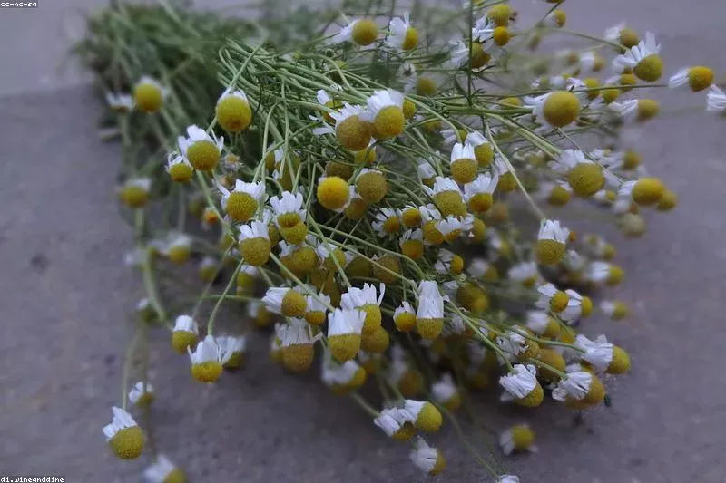 Remedii naturale pentru diaree cu orez, afine și ceaiuri