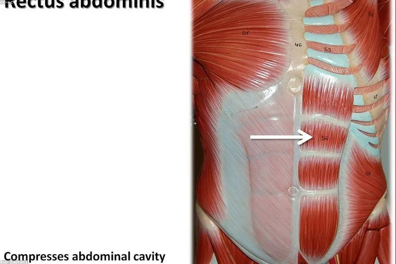 Natural remedies for diastasis recti with transverse exercises and correct breathing