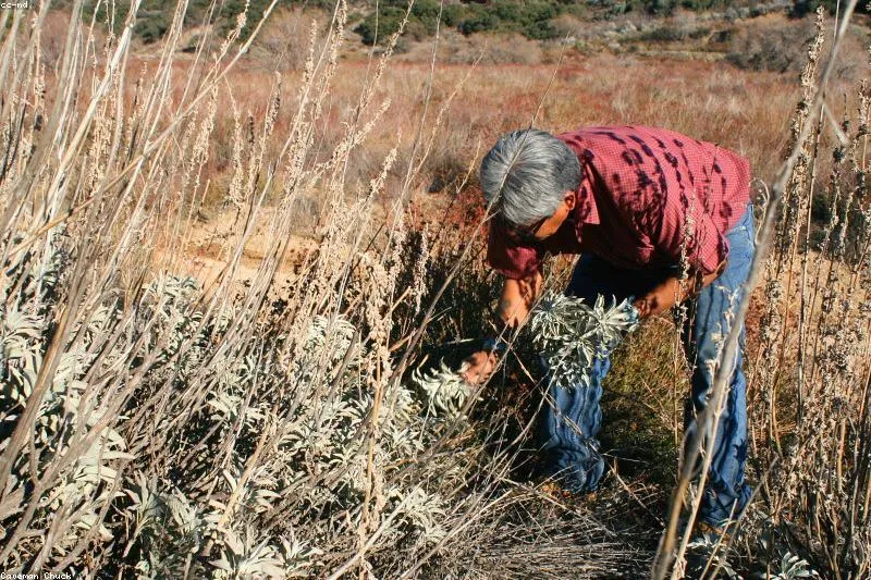 Natural remedies for dysphagia