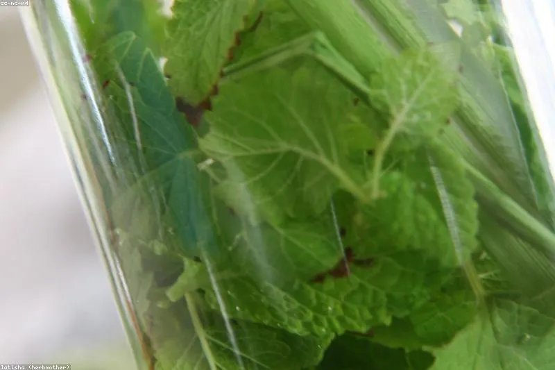 Leacuri naturale pentru fibrom uterin cu plante medicinale, ceai verde și semințe de in