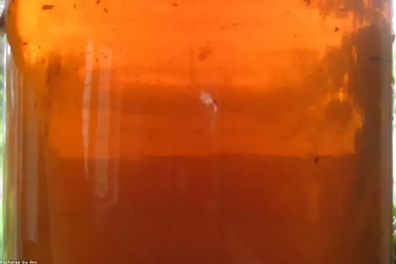 Leacuri pentru gută