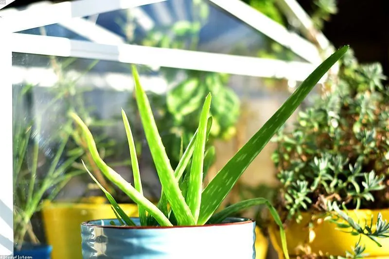 Suport natural în herpesul genital