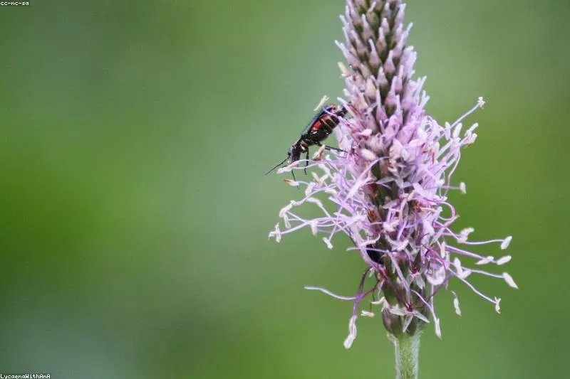 Remedii naturale pentru înțepături de insecte cu plante și bicarbonat
