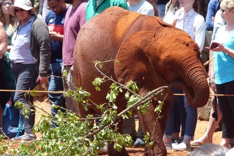 Natural remedies for low milk supply with fenugreek, caraway and galactagogue herbs