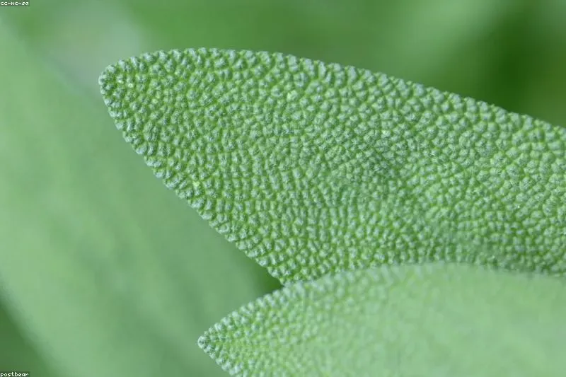 Leacuri naturale pentru laringită cu salvie și miere