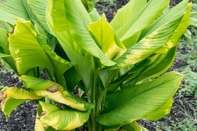 Natural support for patients with systemic lupus erythematosus