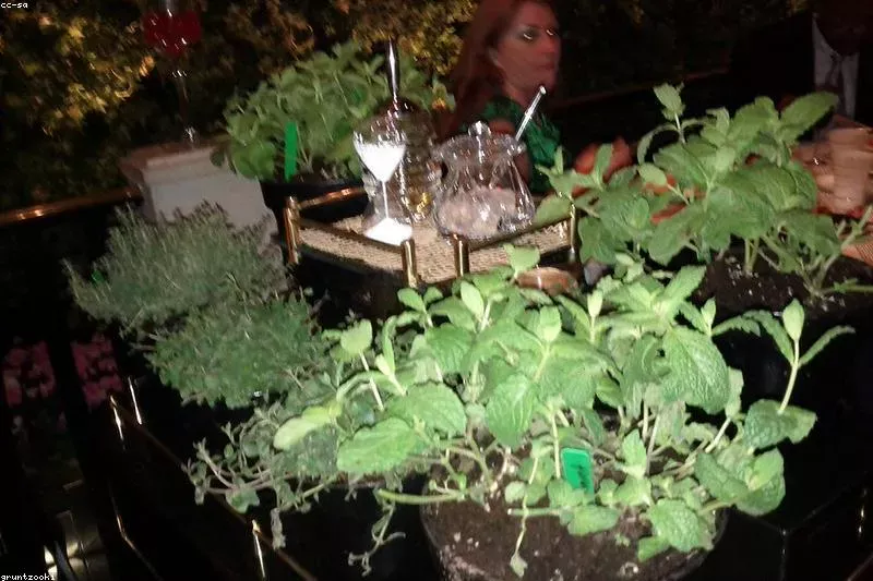 Leacuri naturale pentru menopauză cu plante medicinale și salvie