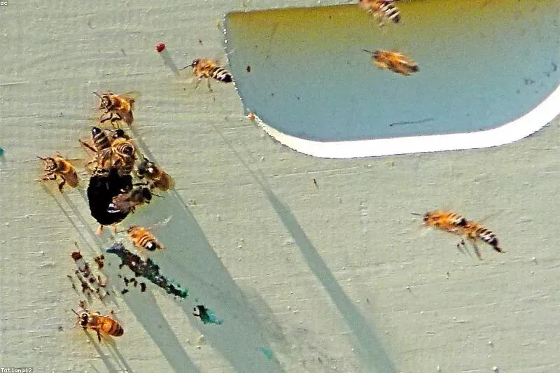 Remedii naturale pentru migrene cu plante medicinale și comprese reci