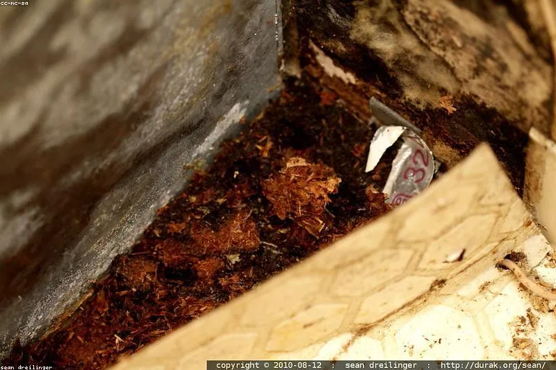 Natural detoxification after mold exposure with activated charcoal, glutathione and supportive herbs