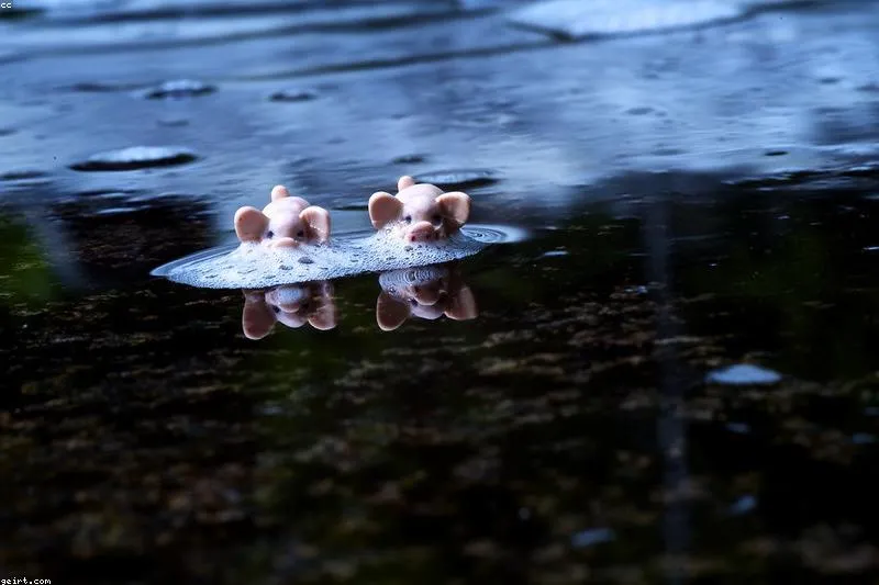 Leacuri pentru otita externă