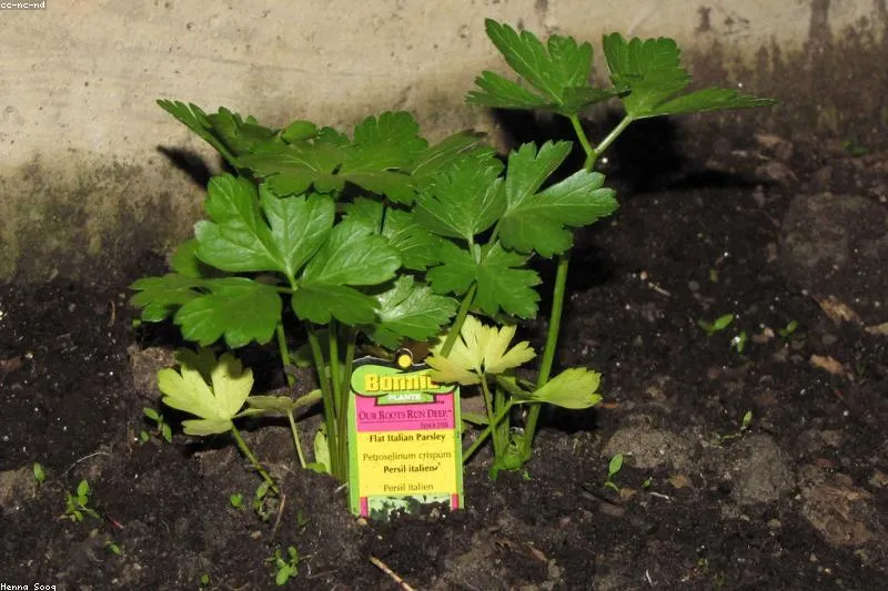 Natural adjuvant remedies for pyelonephritis with urinary antiseptic herbs and hydration