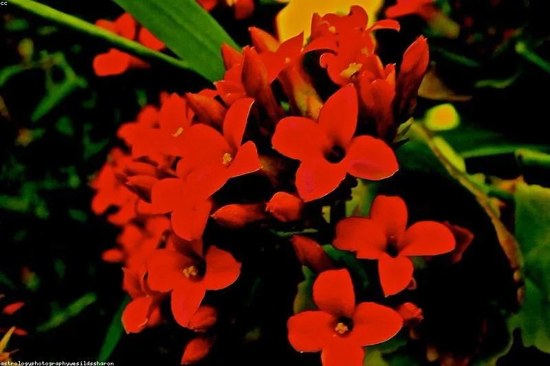 Natural remedies for postpartum hair loss with biotin, iron and regenerating oils