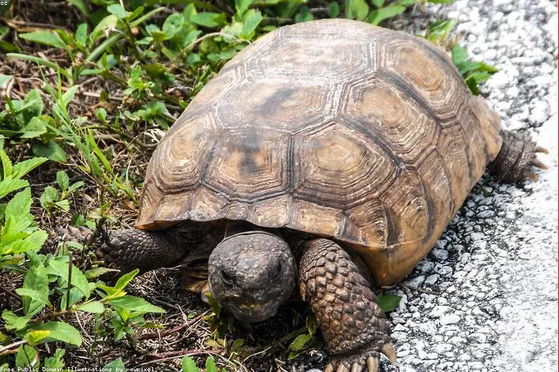 Remedii naturale pentru rozacee și cuperoză cu plante medicinale