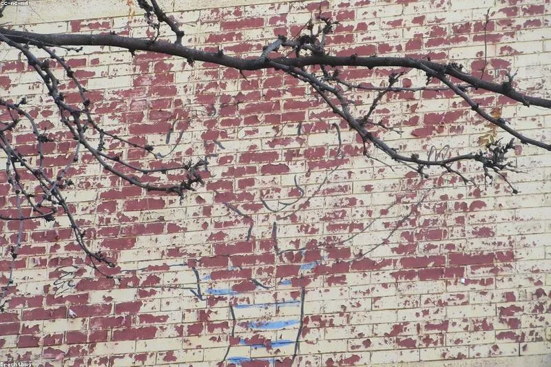 Rubeolă la copil cu erupție ușoară