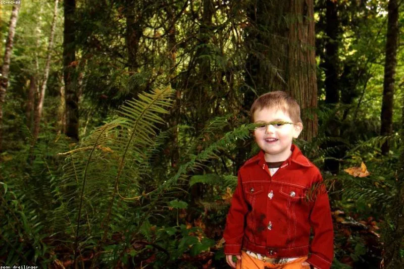 Remedii naturale pentru scarlatină: salvie, miere cu lămâie, mușețel și tei