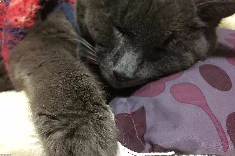 Leacuri naturale pentru sforăit