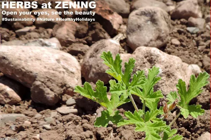 Leacuri pentru stomac sensibil