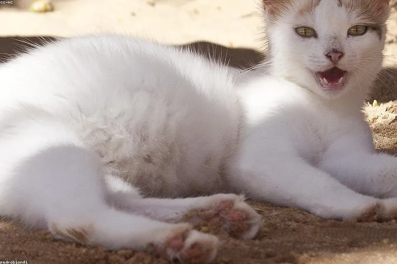 Supportive plants for toxoplasmosis: oregano, garlic, wormwood, and thyme