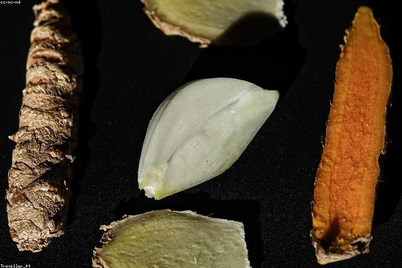 Prevenție naturală a trombozei cu usturoi, ghimbir, turmeric și plante pentru circulație