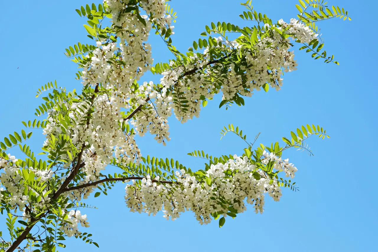 Leacuri pentru ulcerul gastric