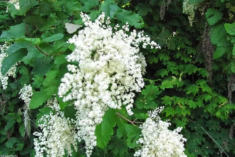 Natural remedies for adult chickenpox: oats, calendula, chamomile, and baking soda