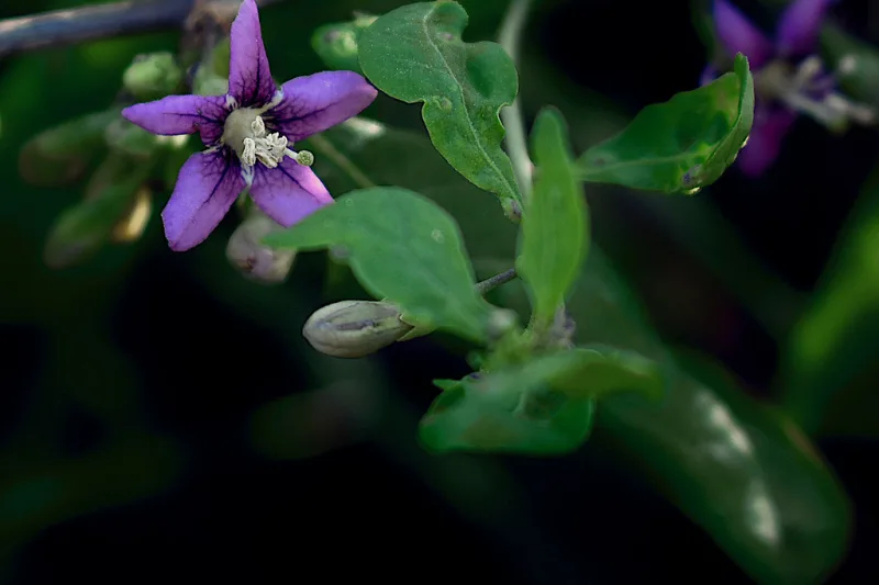 Plantă de goji (Lycium barbarum) cu floare violetă și frunze verzi
