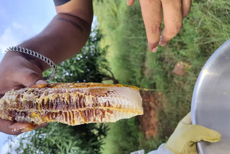 Miere crudă curgând de pe un fagure de albine