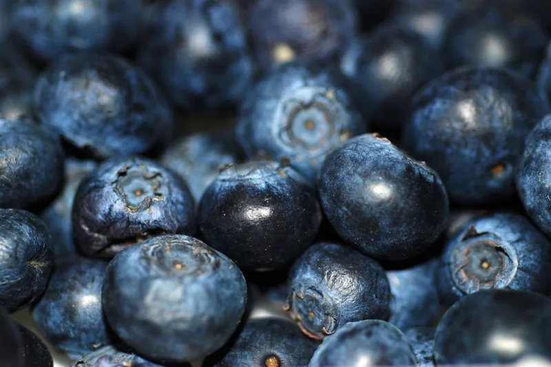 Fresh blue bilberries in close-up, the main ingredient for bilberry tea
