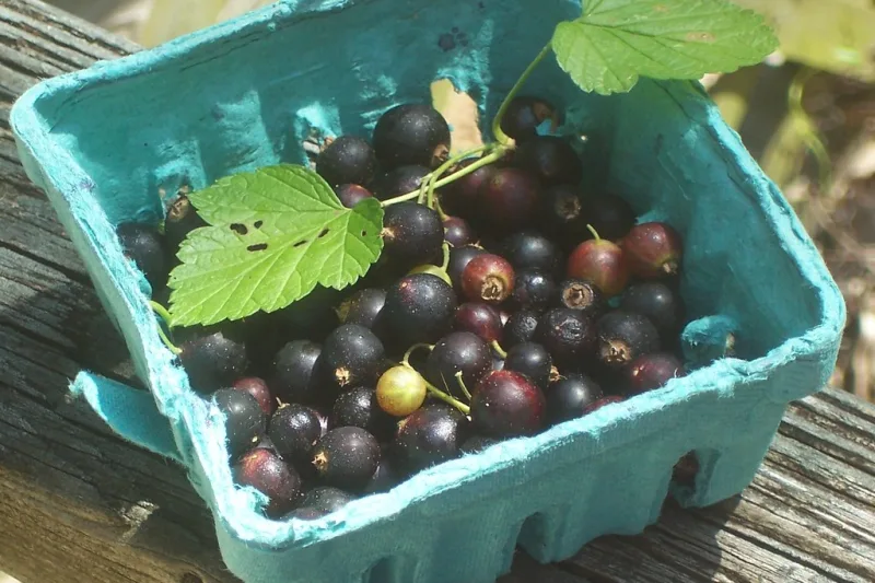Coacăze negre proaspete într-un coșuleț, alături de frunze verzi