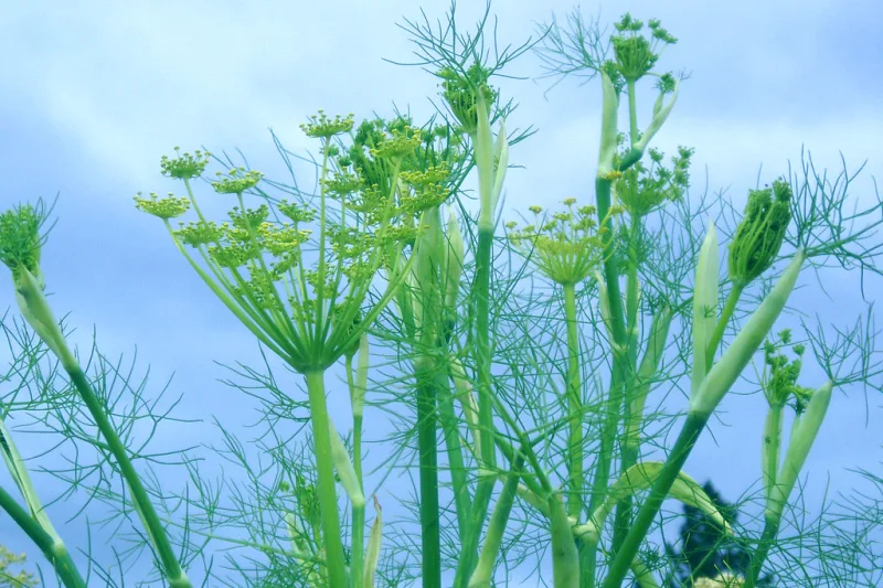 Fennel plant with fine feathery leaves and yellow flowers, the source of seeds for tea