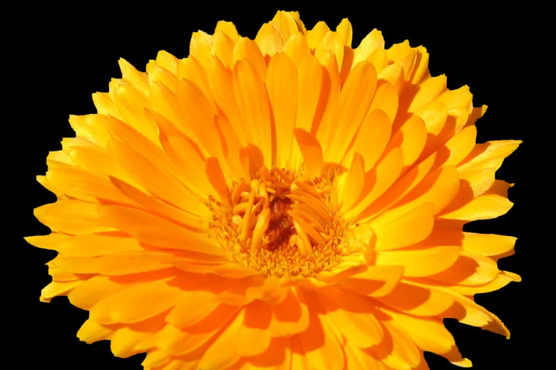 Ceașcă de ceai de gălbenele alături de flori portocalii de calendula