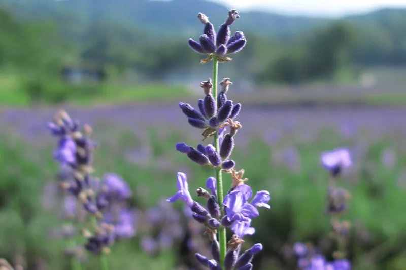 Spice de lavandă înflorită, planta din care se prepară ceaiul de lavandă