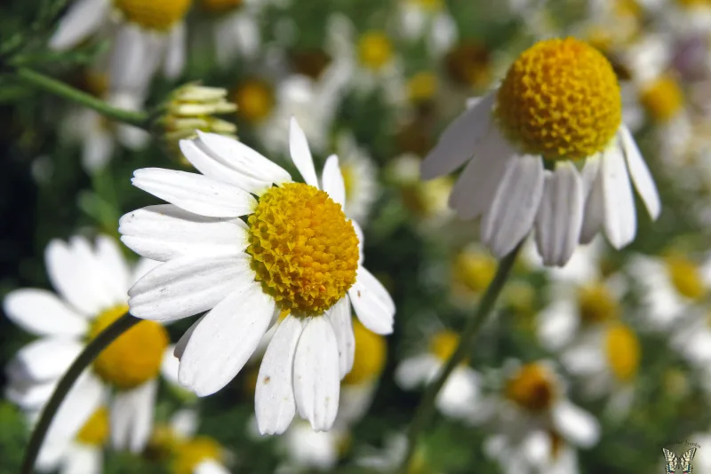Fresh chamomile flowers, the main ingredient for chamomile and lemon balm tea