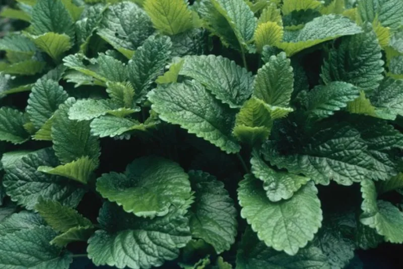 Fresh green lemon balm (Melissa officinalis) leaves, the plant used to make soothing tea