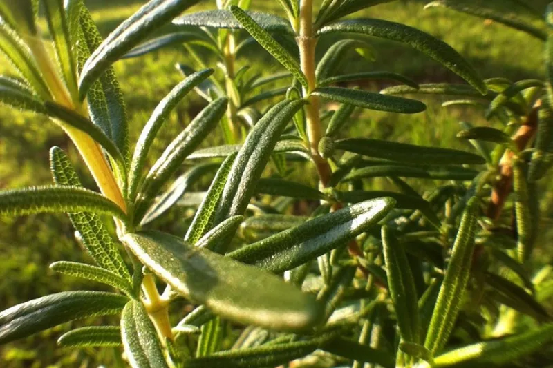 Fresh green rosemary sprigs, the aromatic herb used to make tea