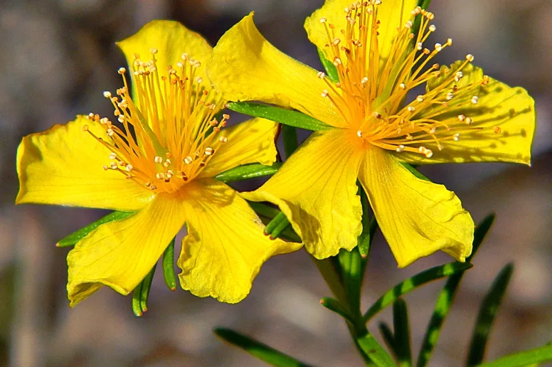 Yellow St. John's Wort flowers (Hypericum perforatum) used to make tea