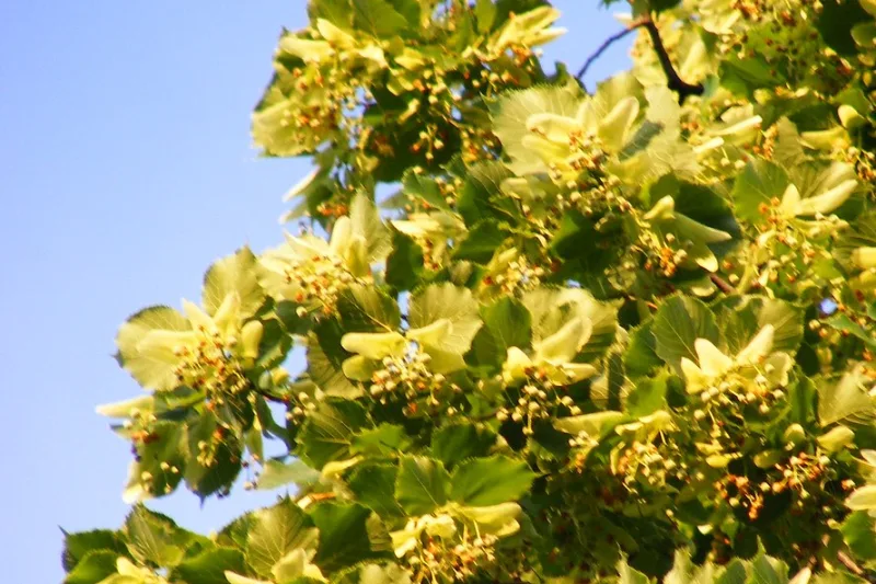 Cup of fragrant linden tea next to fresh linden flowers
