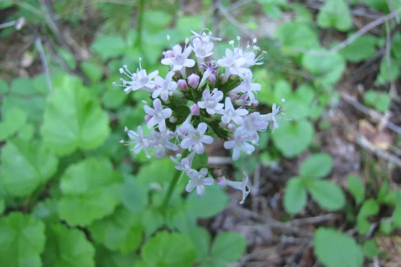 Valerian plant with white and pink flowers, the source of the root used to make valerian tea