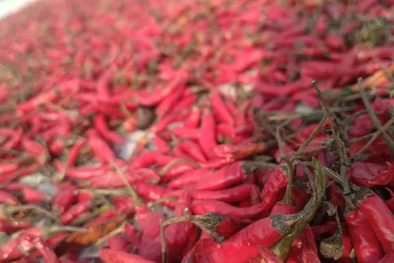 Dried red cayenne chili peppers spread out in the sun, a source of capsaicin